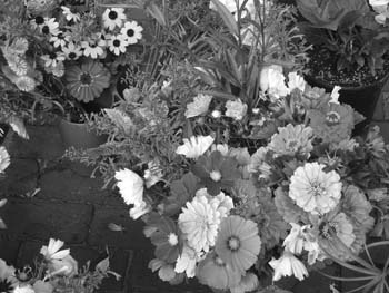 flowers in black and white